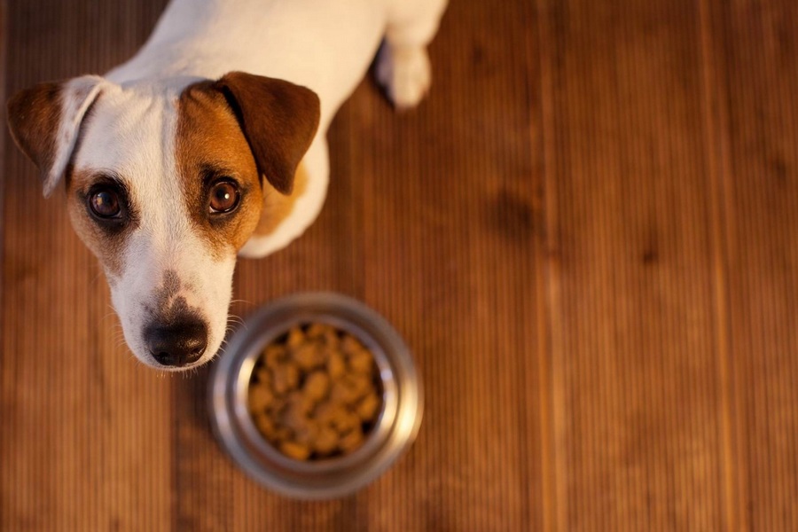 Understanding Pet Food Labels